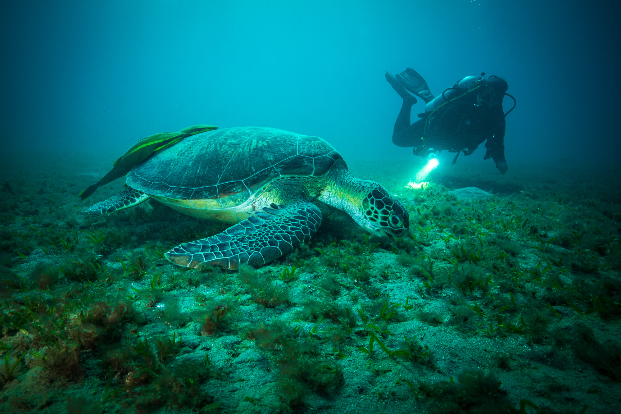 duiker ziet een schildpad onder water