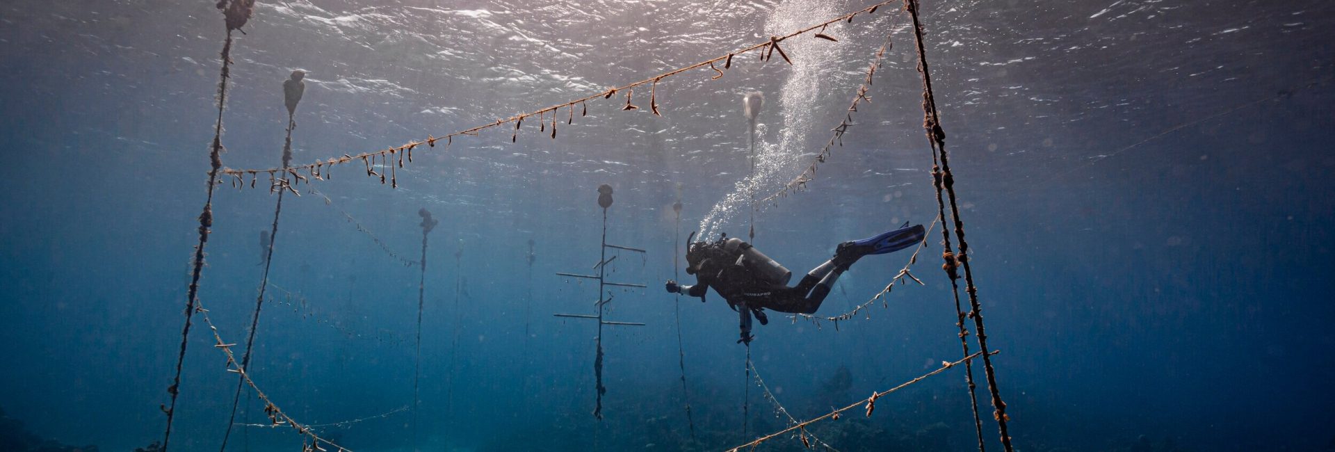 Ocean Conservation Projects in Jamaica & How to Get Involved