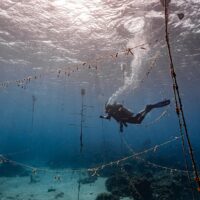 A diver swims between strings hung with coral as part of a coral restoration project in Jamaica
