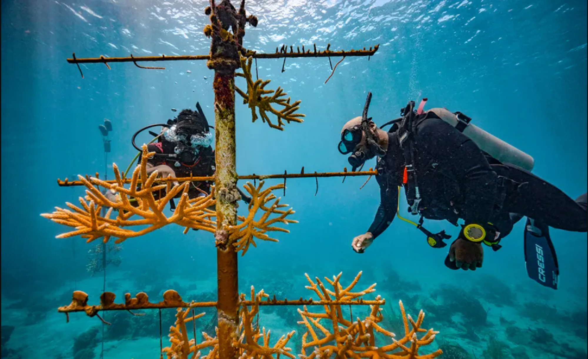 Two divers hover near a tree hung with coral, part of a coral restoration project in Jamaica