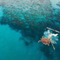 Arial view of entangled turtle in a ghost net on ocean