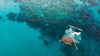 Arial view of entangled turtle in a ghost net on ocean