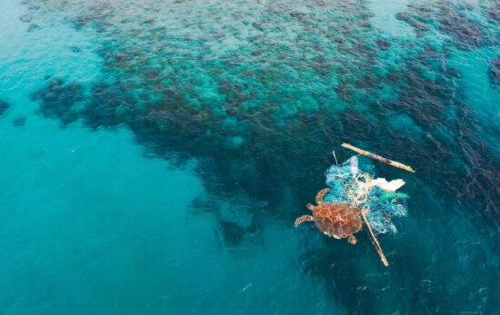 Arial view of entangled turtle in a ghost net on ocean