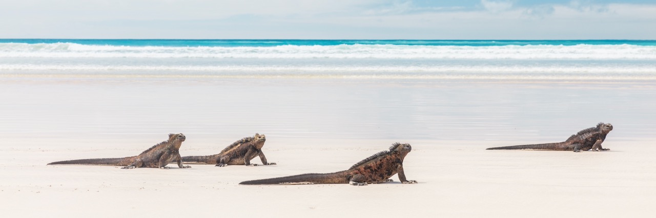 Galapagos Marine Iguanas relaxing on Tortuga bay beach, Santa Cruz Island, Galapagos Islands. Animals, wildlife photography banner landscape