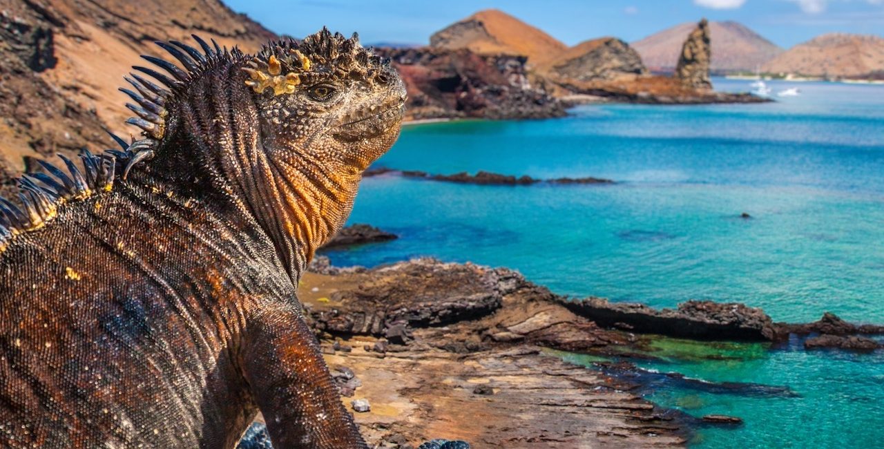 6 Fun Facts About Marine Iguanas