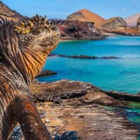 Galapagos Islands. Ecuador. Marine Iguana on the Pacific Ocean beach. The beach of the Galapagos Islands. Pacific Ocean.