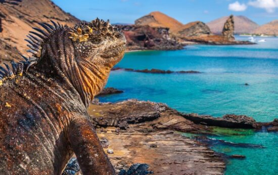 Galapagos Islands. Ecuador. Marine Iguana on the Pacific Ocean beach. The beach of the Galapagos Islands. Pacific Ocean.