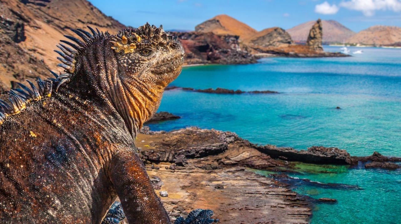 A marine iguana in the Galapagos A marine iguana basking on the Galapagos Islands, where kayaking offers an alternative to scuba diving to observe wildlife