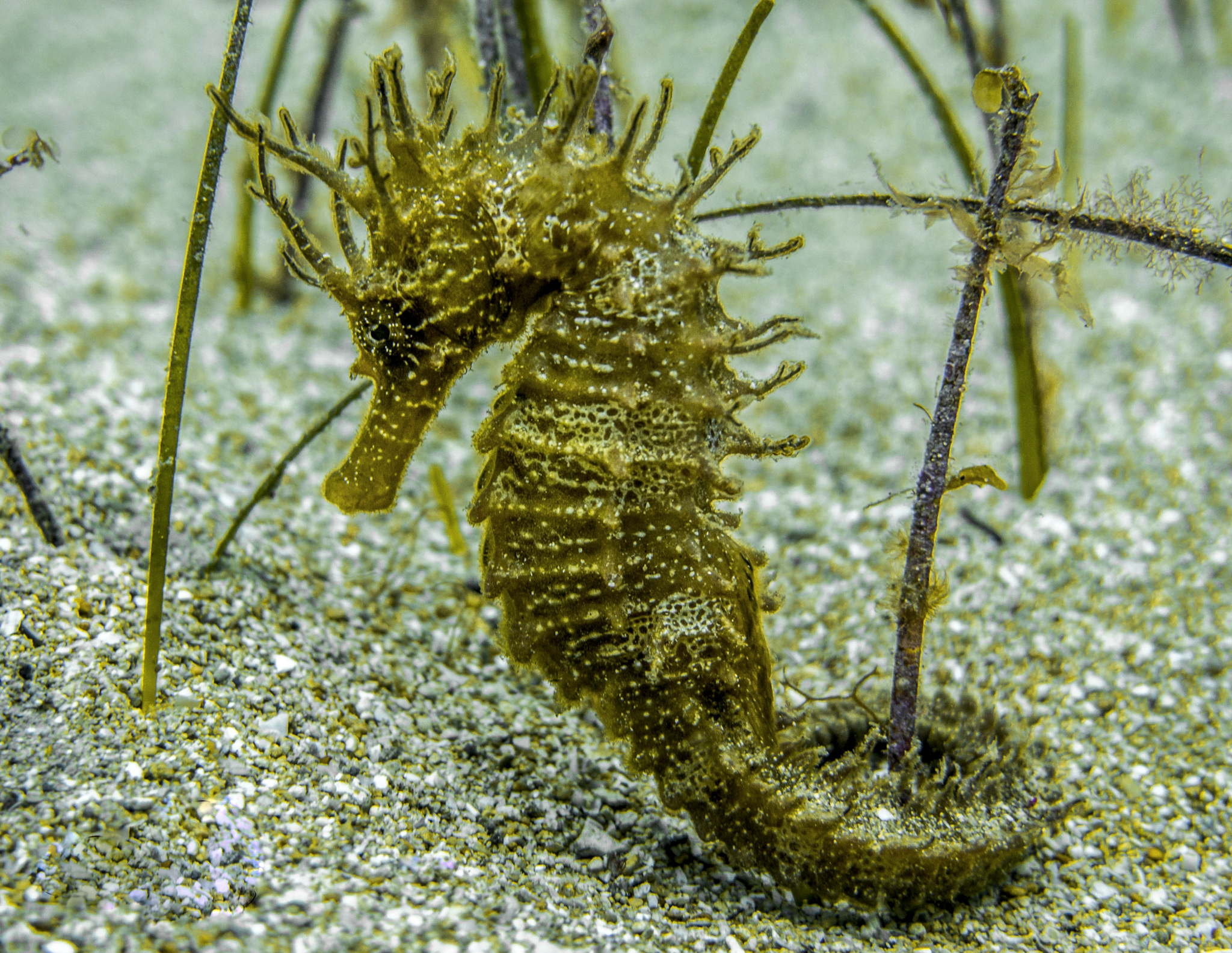 Una foto de un caballito de mar de la Seahorse Trust