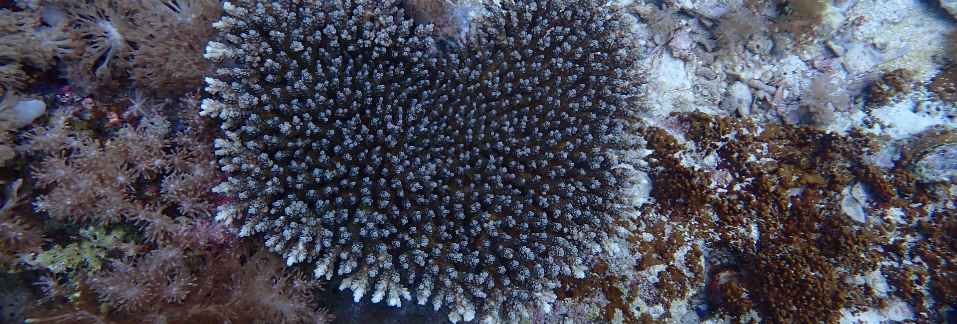 PADI AWARE Community Grant Spotlight: People and the Sea