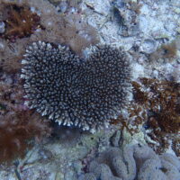 Image of coral underwater
