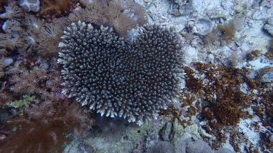 Image of coral underwater