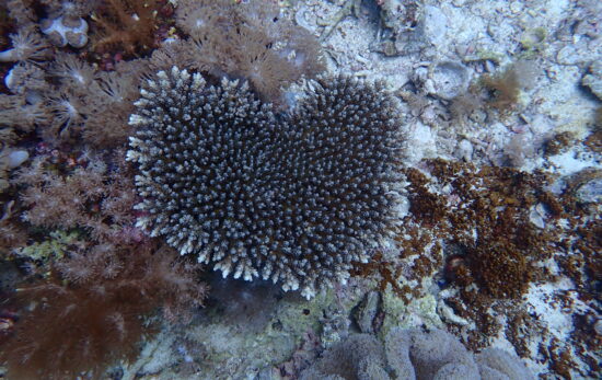 Image of coral underwater