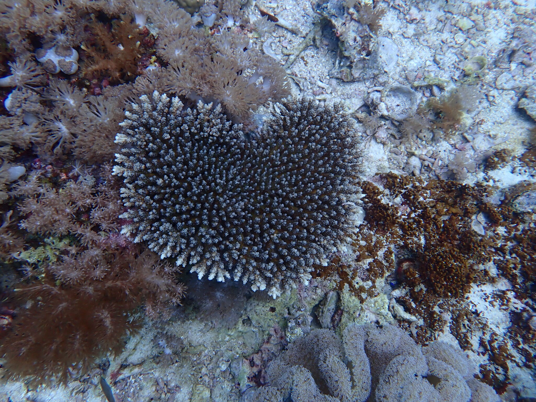 Image of coral underwater