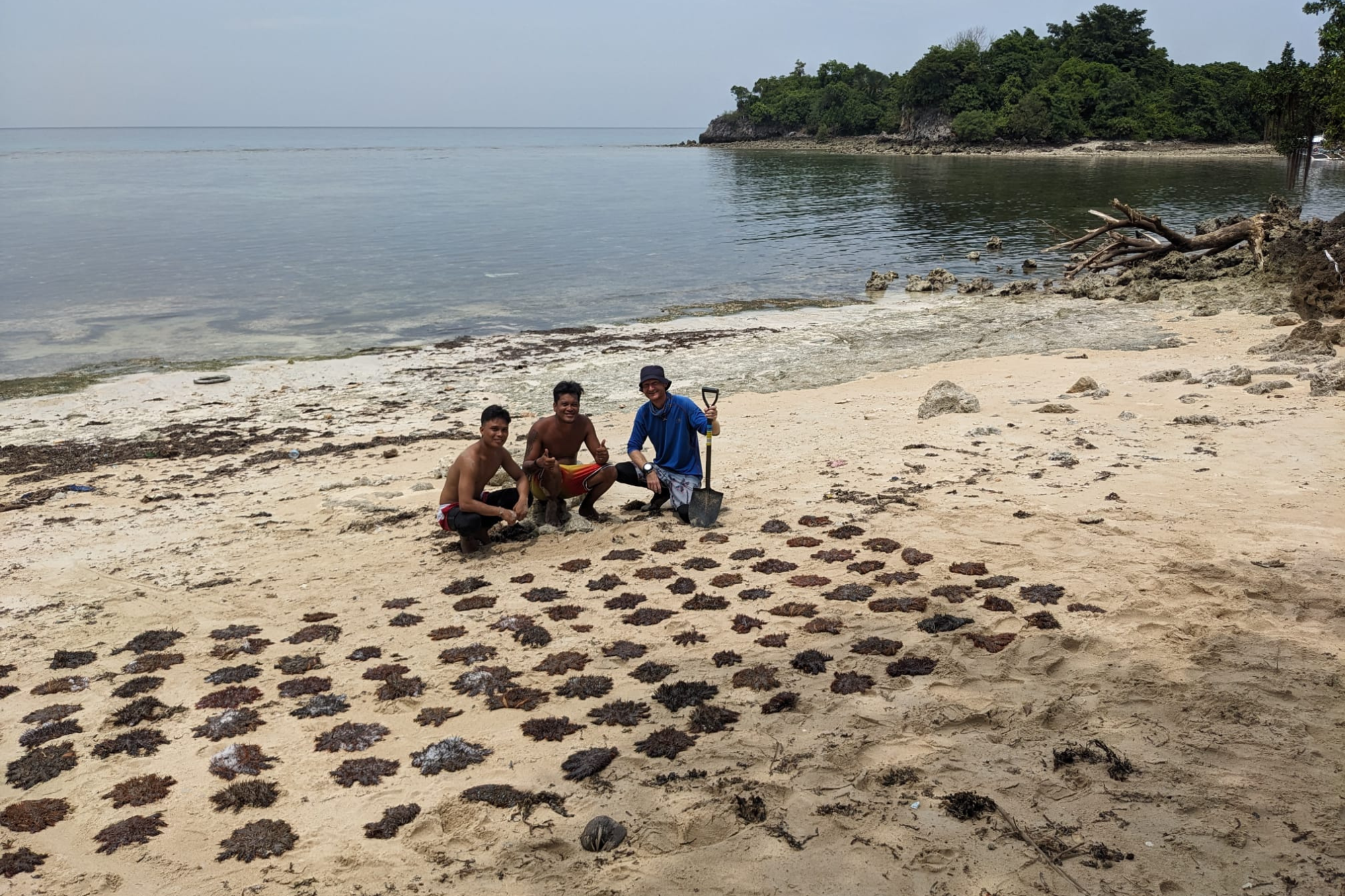 People and the Sea counting crown-of-thorns starfish 