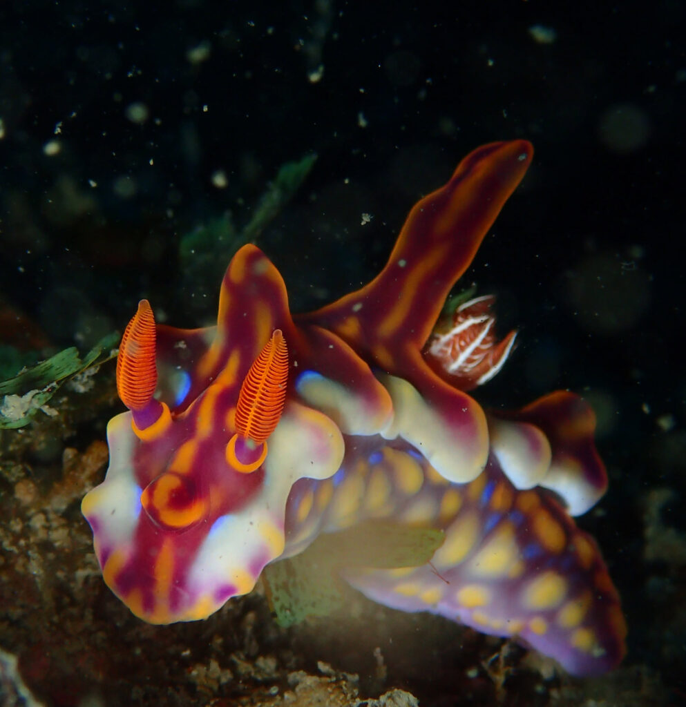 Nudibranch with bright orange horns