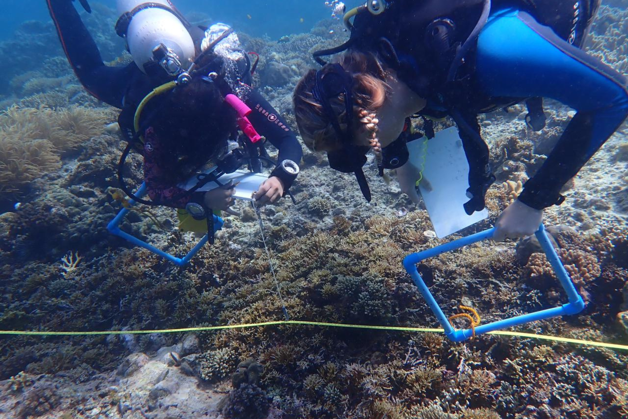 People and the Sea reef survey training