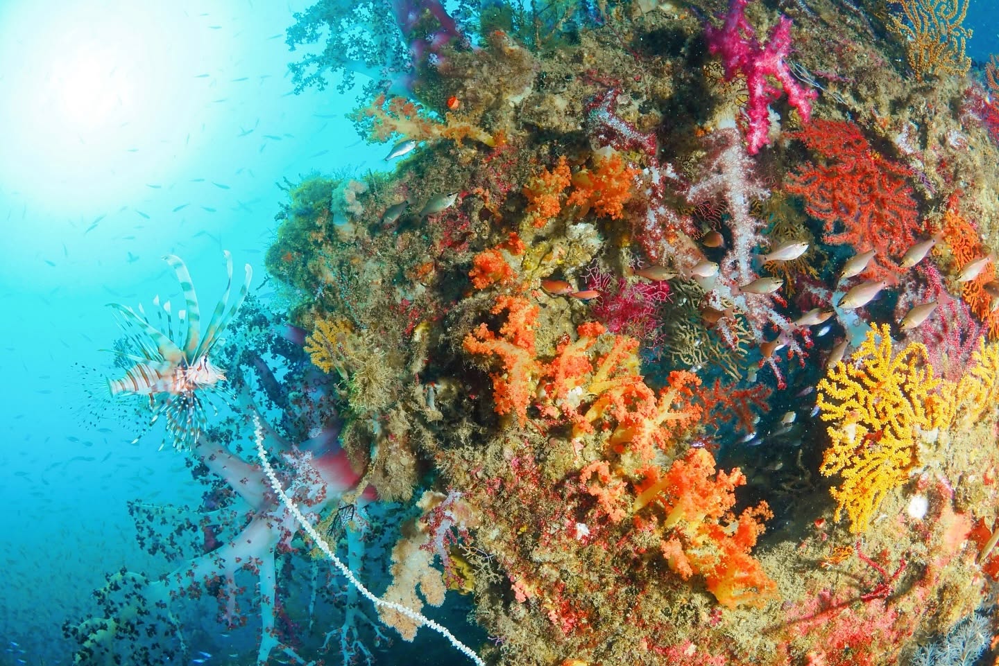 Soft Coral and Scorpionfish in Houzaura