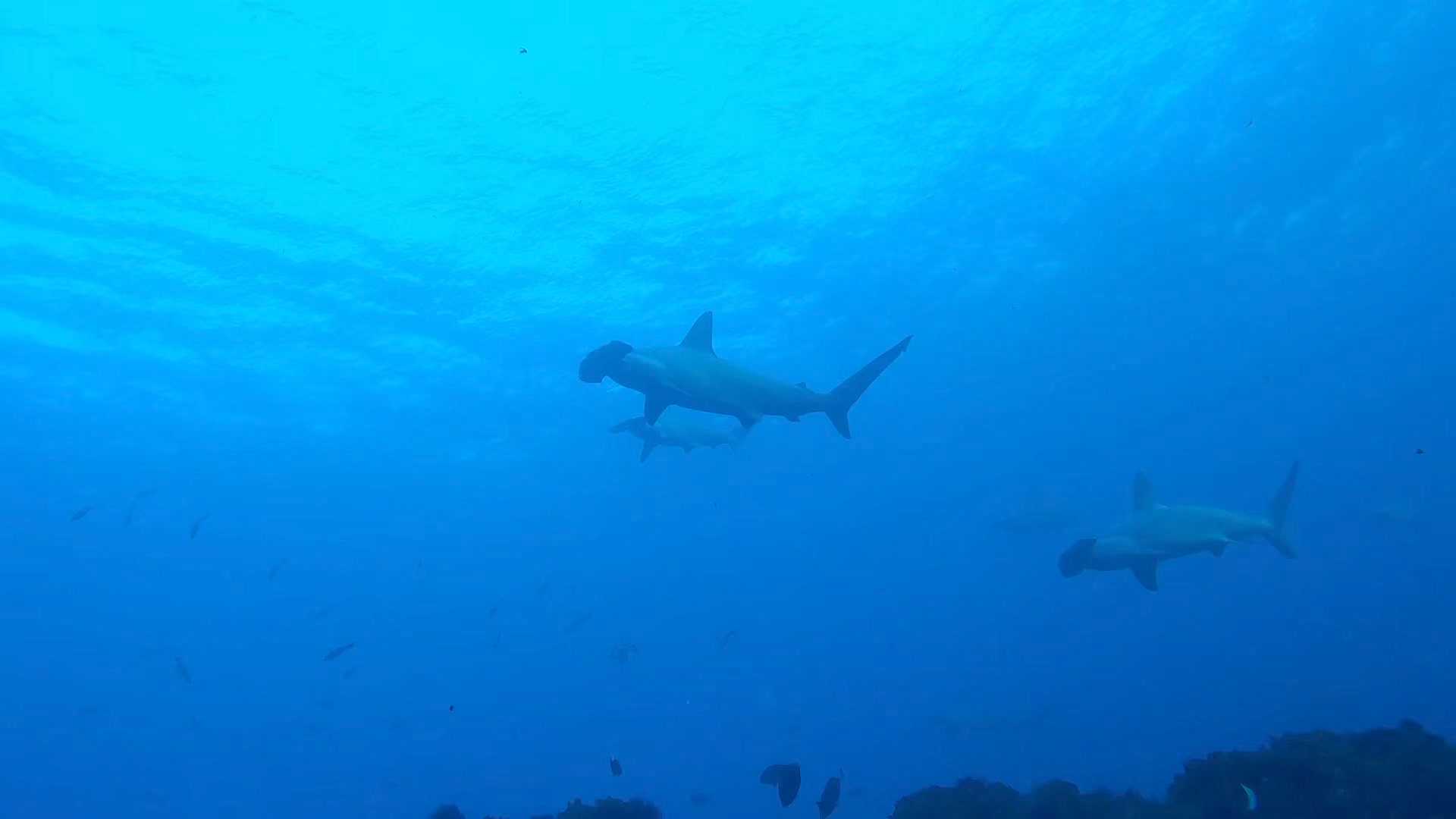 hammerhead shark in Izu Oshima