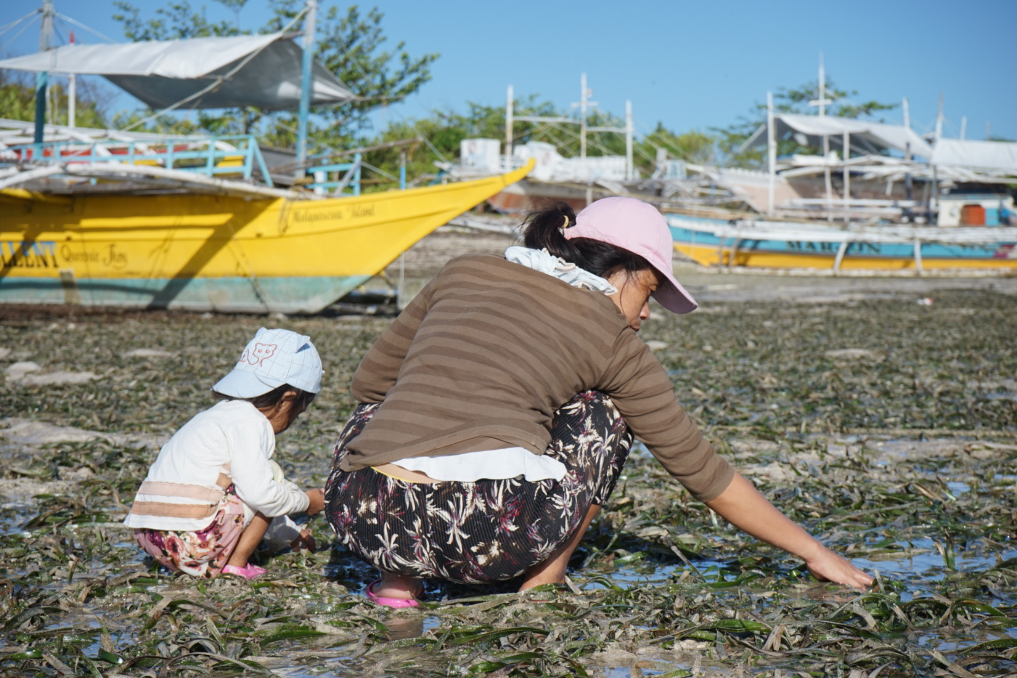 Family gleaning shells and mollusks in the seagrass meadows