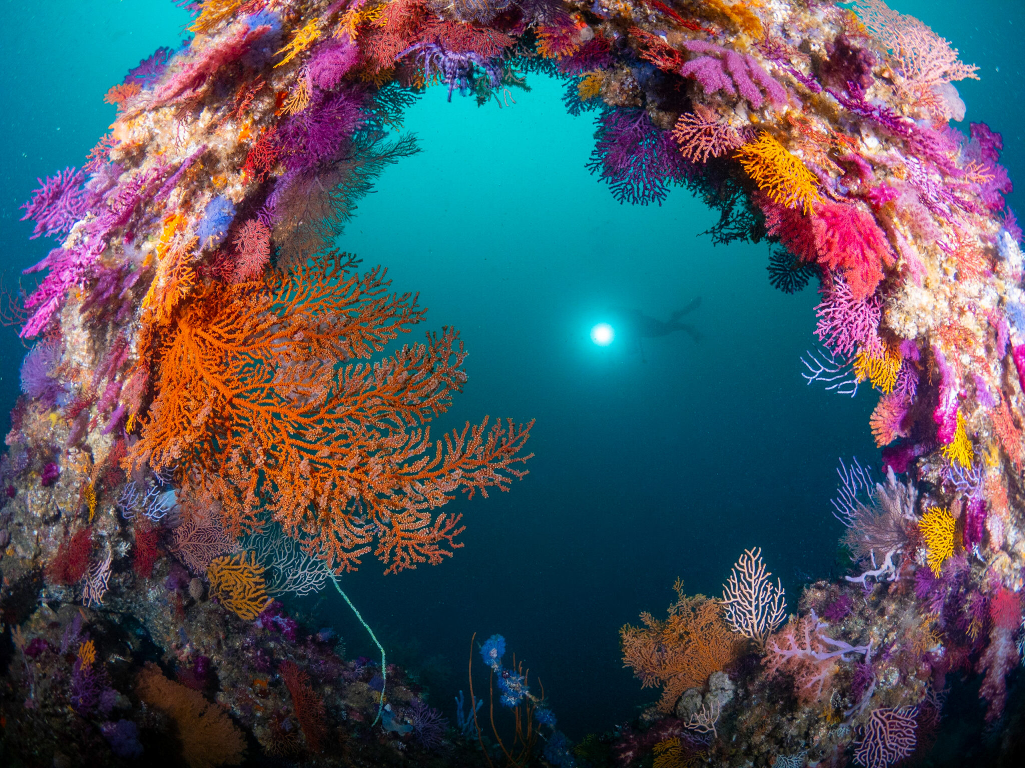 Divers swim amongst soft corals like a wreath