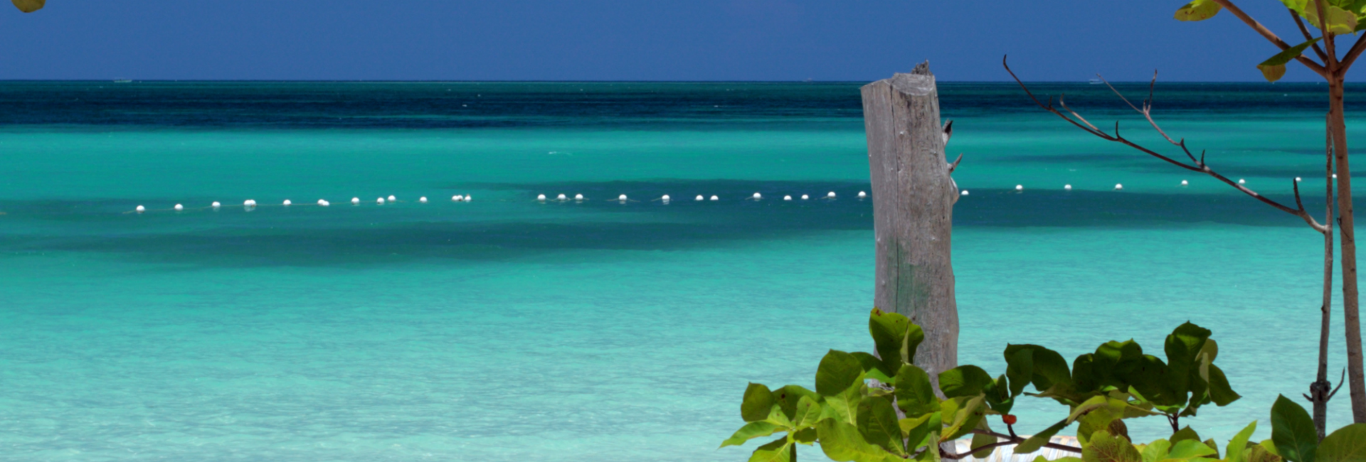 The Best Time of Year to Dive in Jamaica
