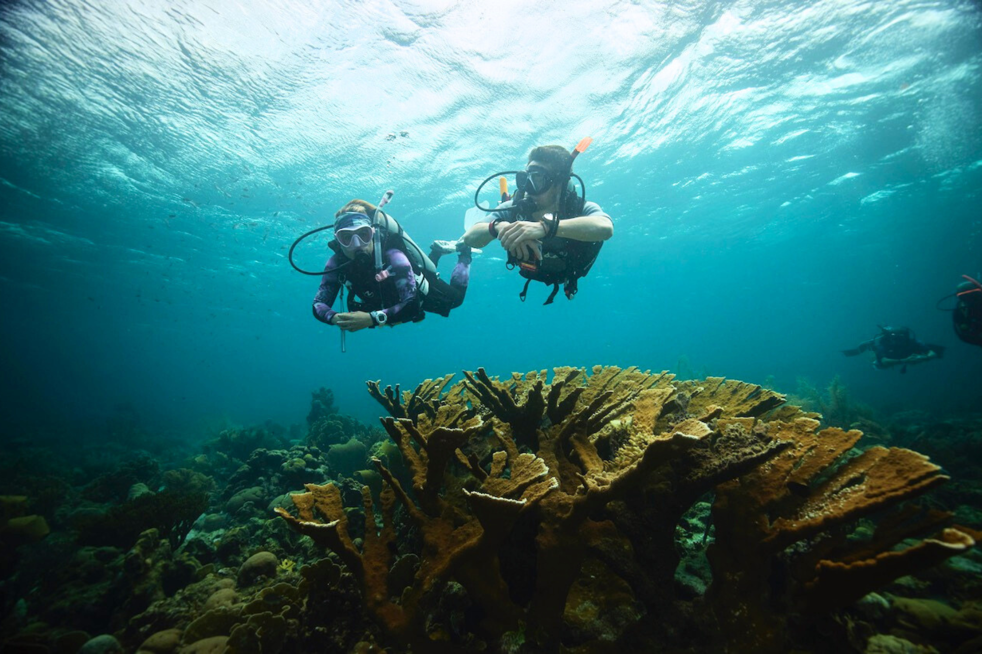 Two scuba divers exploring a coral reef