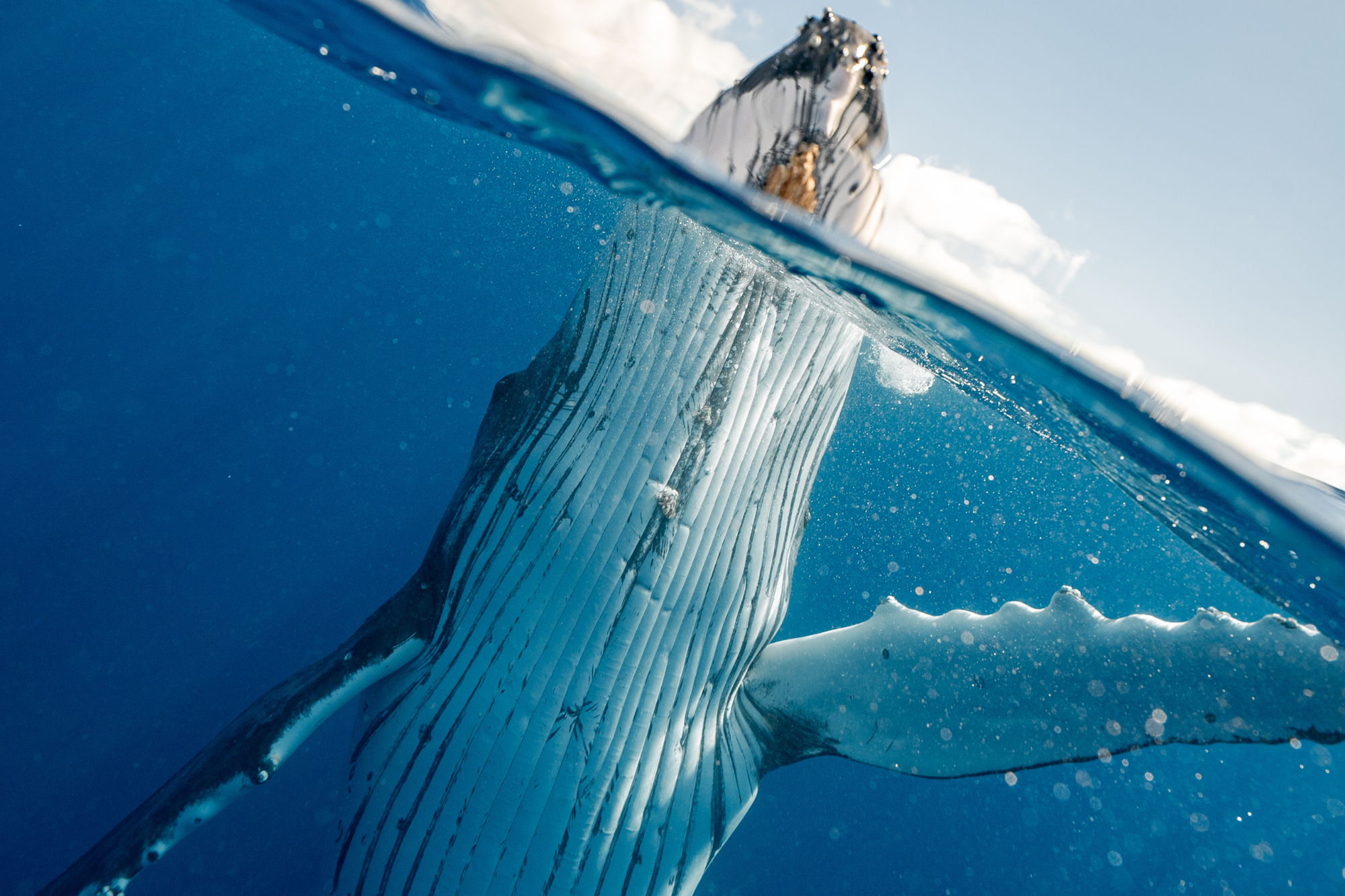 Split shot in the ocean of a humpback whale