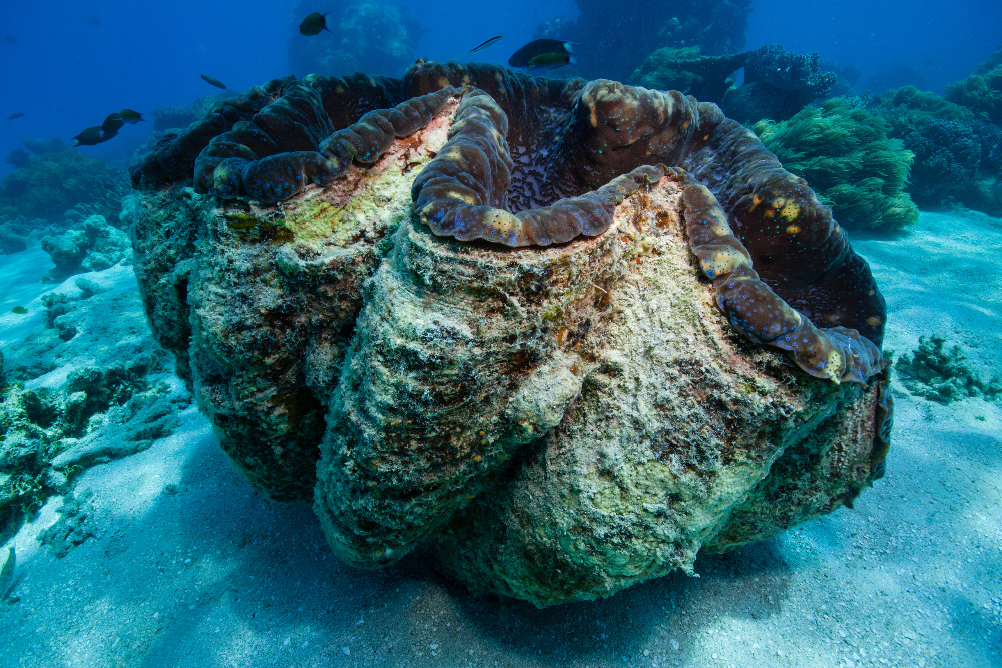 Teilweise geöffnete Riesenmuschel unter Wasser