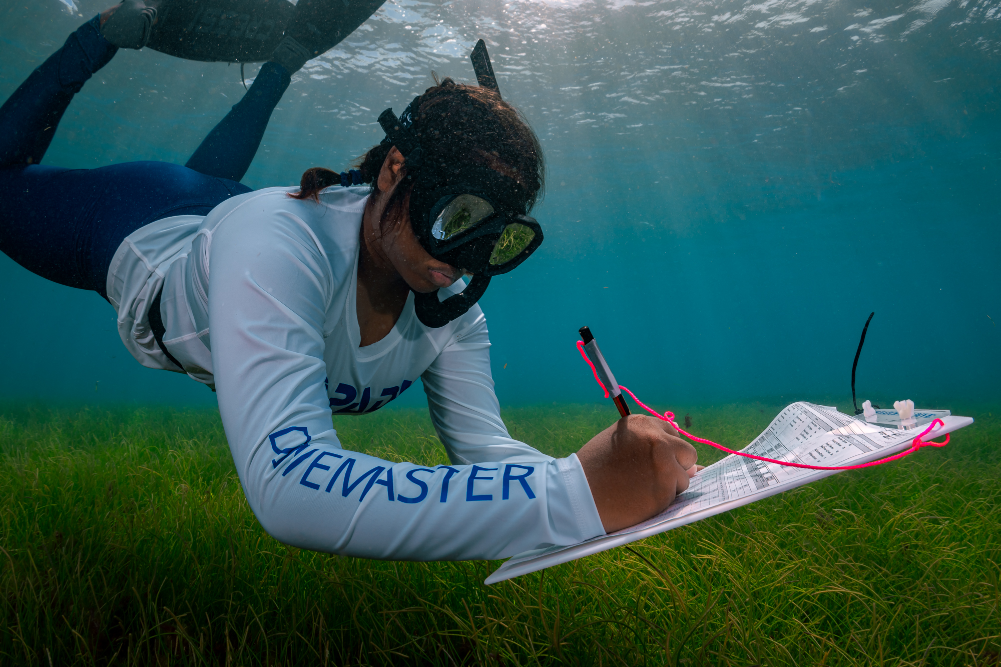 un freediver inspeccionando bajo el agua un lecho de algas marinas