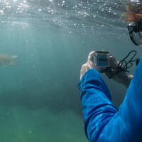 A conservationist photographs a turtle with a donated GoPro camera