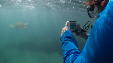 A conservationist photographs a turtle with a donated GoPro camera