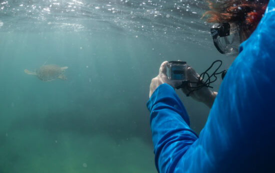 A conservationist photographs a turtle with a donated GoPro camera