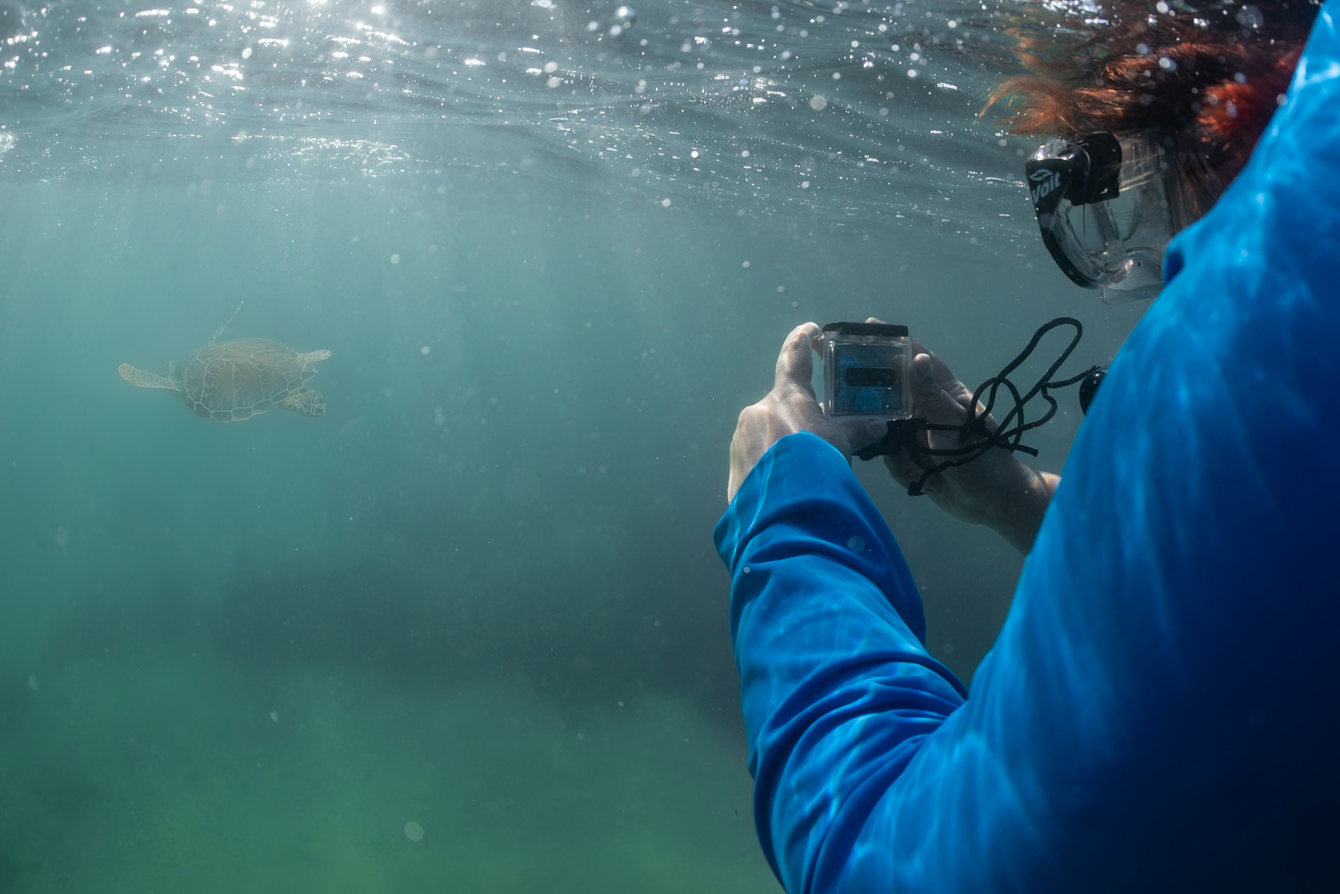 A conservationist photographs a turtle with a donated GoPro camera