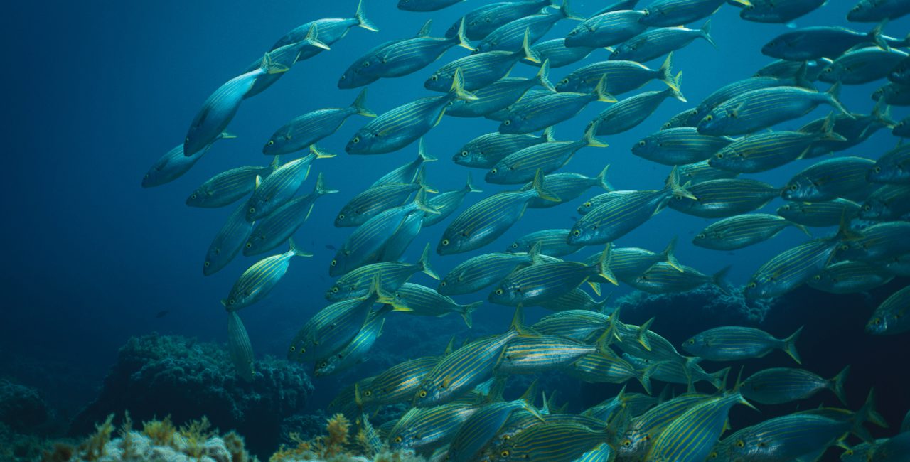 Diving Mallorca’s Marine Protected Areas (MPAs)