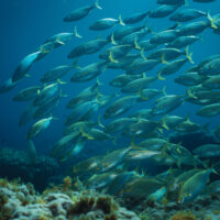 School of fish in a MAP in Mallorca