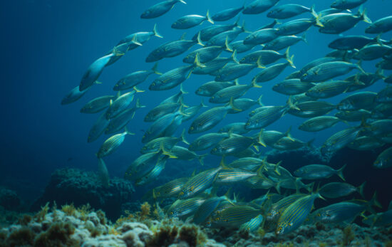 School of fish in a MAP in Mallorca