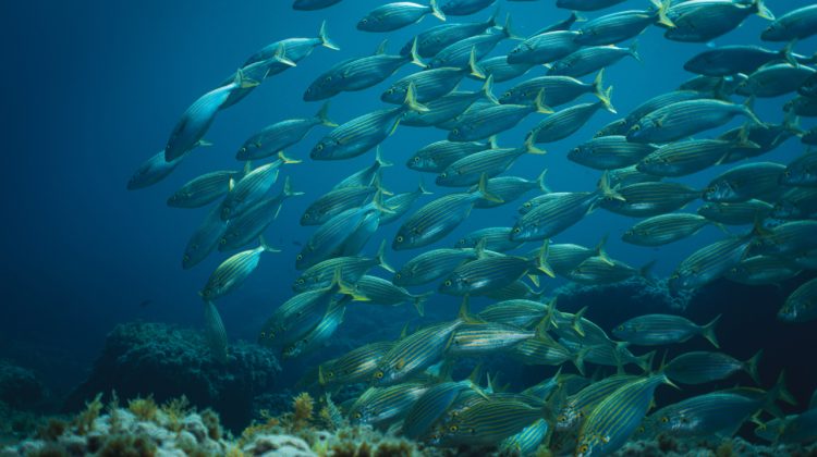 School of fish in a MAP in Mallorca