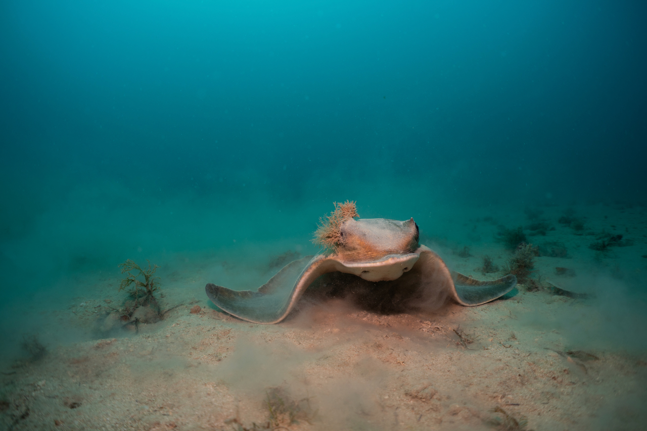 Eagle ray (Myliobatis aquila) outside the Marine Protected Area