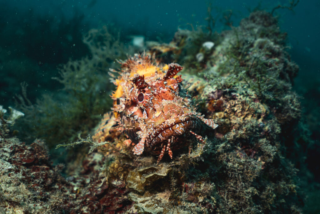 A cryptic red scorpionfish perched on a boulder.