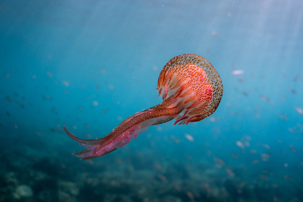 A red jellyfish (Pelagia noctiluca) near Port Adriano.