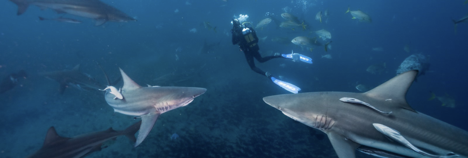 Freshfield s&rsquo;associe à la mission de PADI pour la protection des océans