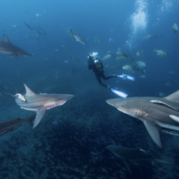 Scuba diver surrounded by shiver of sharks