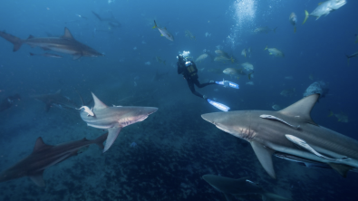 Scuba diver surrounded by shiver of sharks