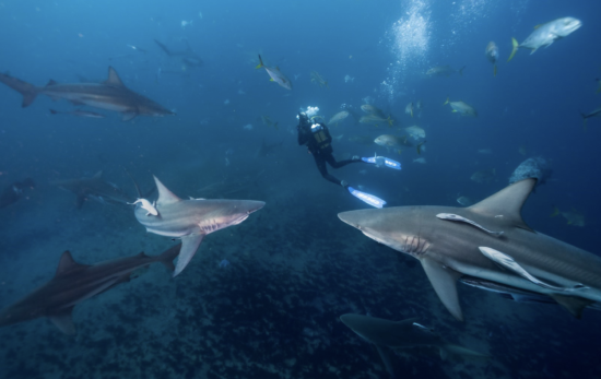 Scuba diver surrounded by shiver of sharks