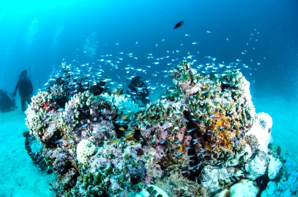 Luminous Cardinalfish and Coral in Ishigakijima