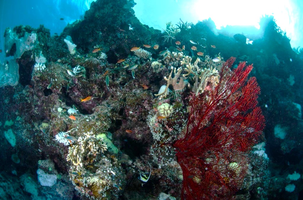 Wrightella tongaensis in Ishigaki jima Japan