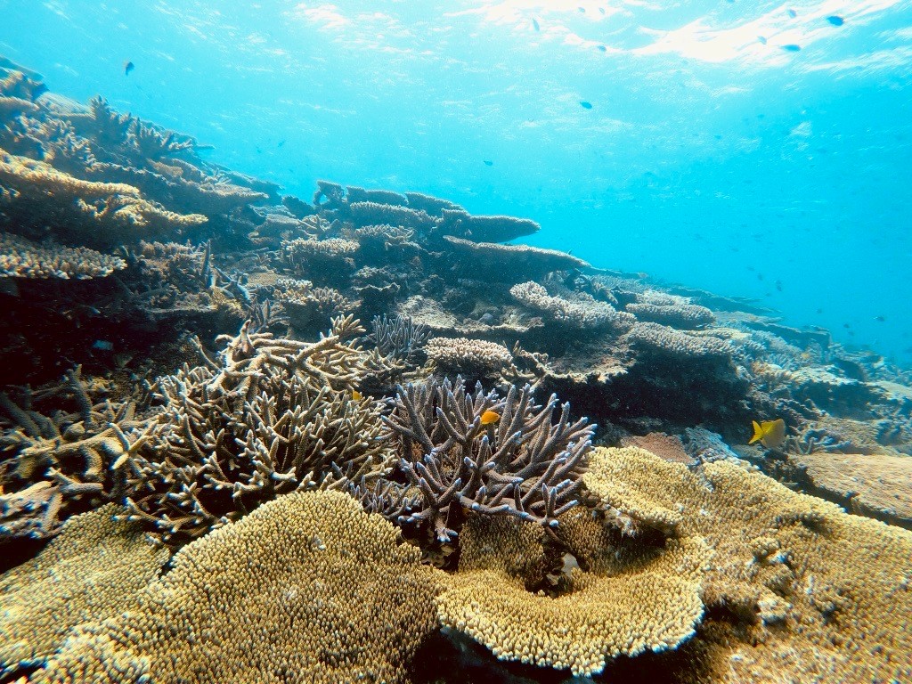 Miyako Island's coral reefs growing healthily