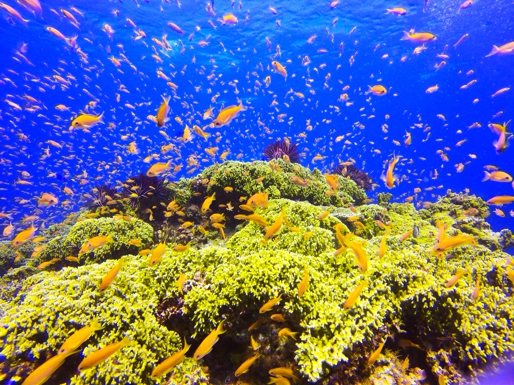 Many schools of snappers are swimming on the coral.