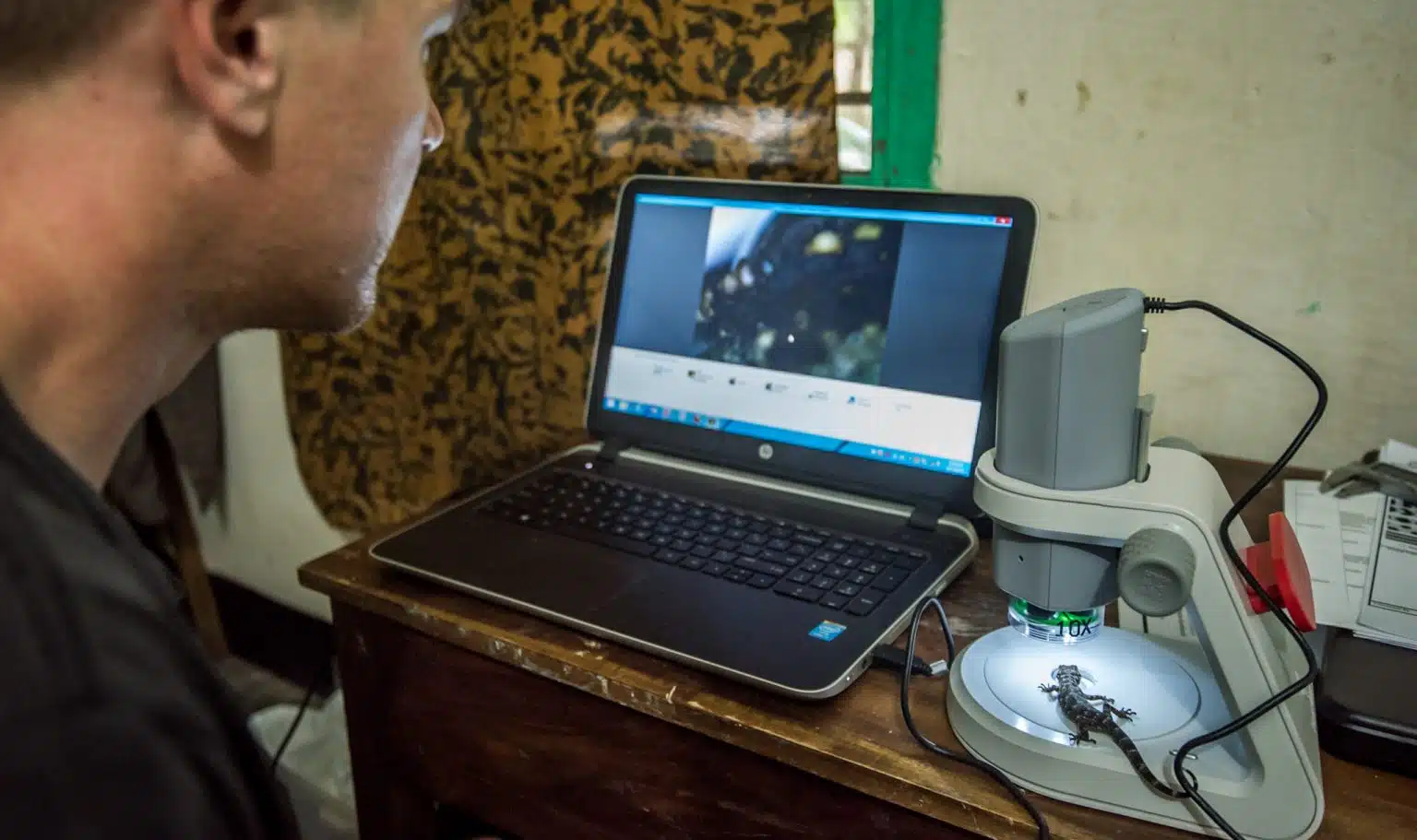 A scientist examines a lizard using a magnifying device.